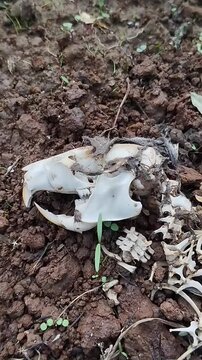 Small Rodent Skull and Skeleton on Soil Ground, Macro View