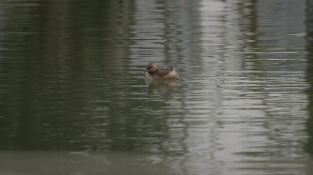 Little Grebe (Tachybaptus ruficollis) Swimming in the Waters 5