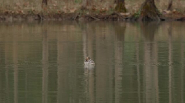 Little Grebe (Tachybaptus ruficollis) Swimming in the Waters 3