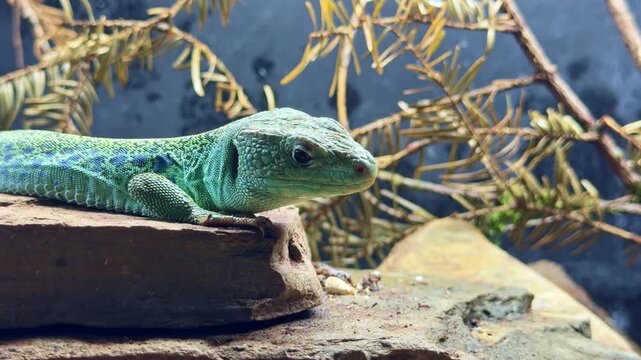 Close-up of colorful green and blue ocellated lizard resting on rock in terrarium