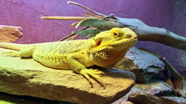 Side profile of yellow bearded dragon lizard resting on rock under heat lamp. Close-up