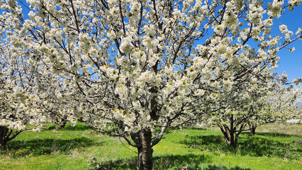 Fototapeta premium In springtime, a blooming cherry (Prunus cerasus) tree with white flowers, creating a bright spring display; the blossoms typically last about two weeks before gently falling from the branches