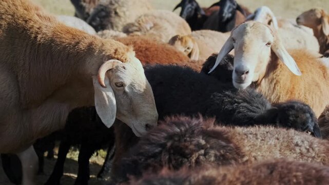 sheep herd crowded close-up shot showing animals packed together in pasture, rural farming scene for livestock management, overpopulation control and intensive agriculture production
