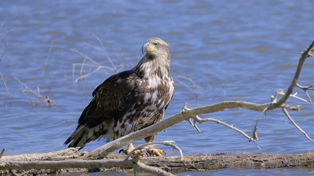 Juvenile Bald Eagle Perched on Branch in Water