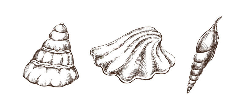 Hand drawn vintage sea shells set conch spiral and scallop engraving monochrome marine collection isolated illustration