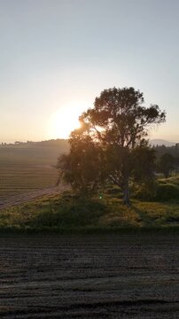 Vertical View of a Drone fly to Lone Tree Silhouetted Against a Golden Sunset in a Harvested Agricultural Field