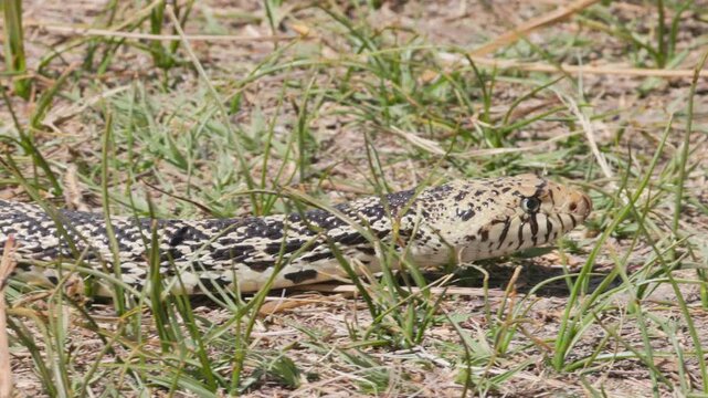 Bullsnake Slithering Through Grass and Brush