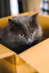 Fototapeta premium Funny cat resting inside a small box