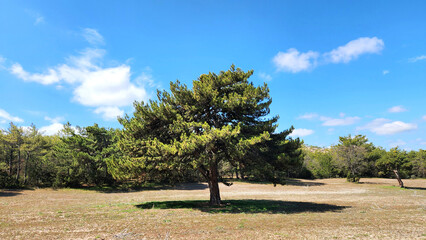 Fototapeta premium A lonely black pine (Pinus nigra). Younger trees have a dense, conical shape, which matures over time into a more irregular, spreading, flat-topped dome.
