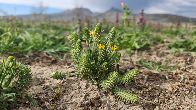 Ceratocephala falcata, a small annual buttercup known as bur buttercup or sword-fruited buttercup, is a spring-flowering herb with bright yellow flowers, deeply divided leaves, and a native range acro