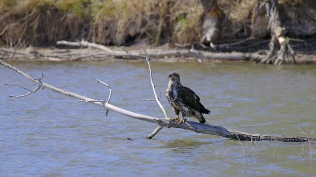Juvenile Bald Eagle Perched on Log in Water