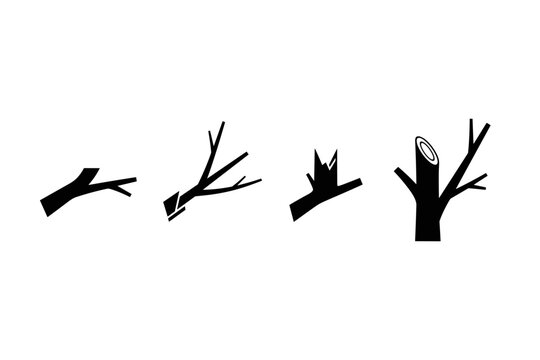 Tree Branch Growth Stages