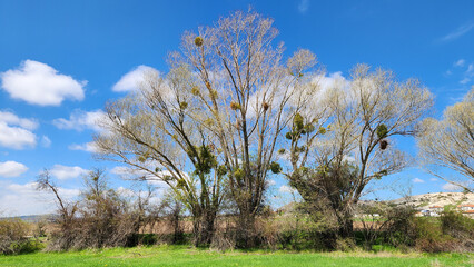 Fototapeta premium A beautiful spring day by a stream, featuring white willow trees with mistletoe and swallows soaring above