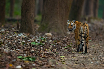 Tiger in Jim Corbett National Park in India © Pratik