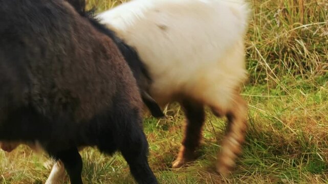 Two goats clash horns in a tense rural pasture, symbolizing human conflict, rivalry and competition, reflecting confrontation, stubbornness and power struggle in social or business dynamics