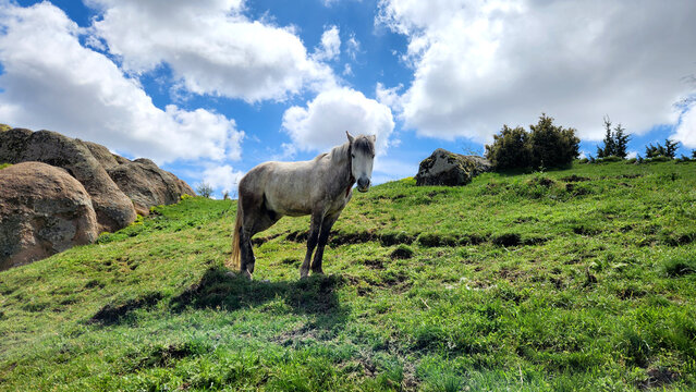 In morning, a grey Arabian or local horse grazing in a rocky green landscape, its mixed white and grey coat typical of regional breeds, resembling horses commonly seen in Turkey&rsquo;s natural pastures.