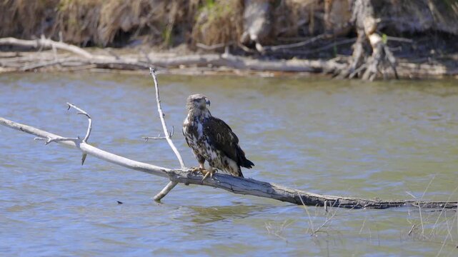 Juvenile Bald Eagle Perched on Log in Water