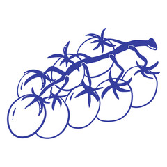 hand-drawn tomatoes on a vine, isolated on white background, ideal for food, gardening, harvest, agriculture, nutrition, and simple design projects © Mars
