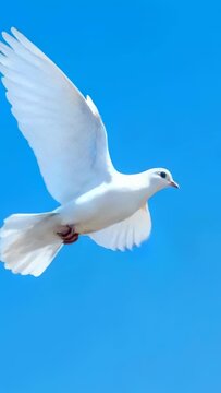 Vertical video: Flapping white dove starting flap, shifting course while gliding in clear blue sky