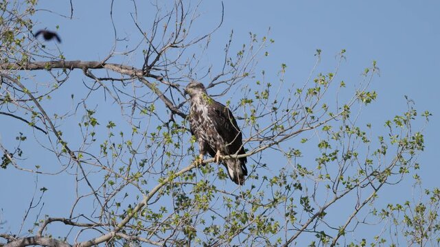Juvenile Bald Eagle Perched in Tree