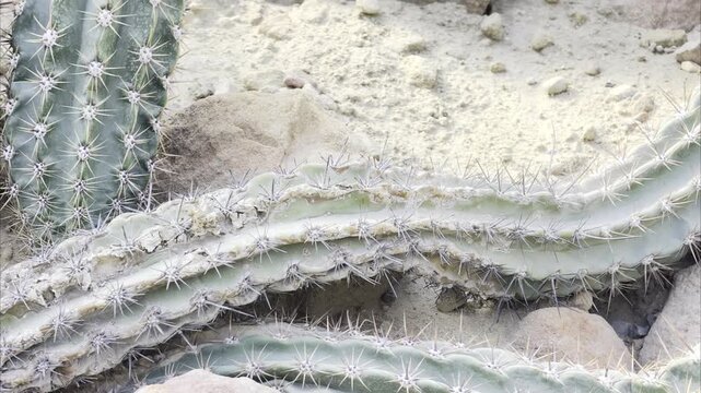 Slow motion cactus cluster with white spines near weathered rock in dry desert setting. Mobile botanical footage in 4K Dolby Vision HDR.