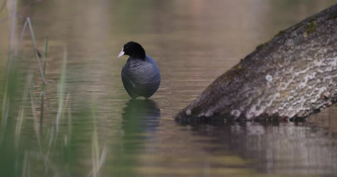 Eurasian coot standing in shallow calm water near a partially submerged tree trunk and soft reeds, gently preening in a tranquil natural setting, wildlife scene captured in slow motion