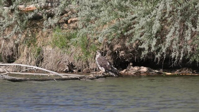 Juvenile Bald Eagle Perched near Shore