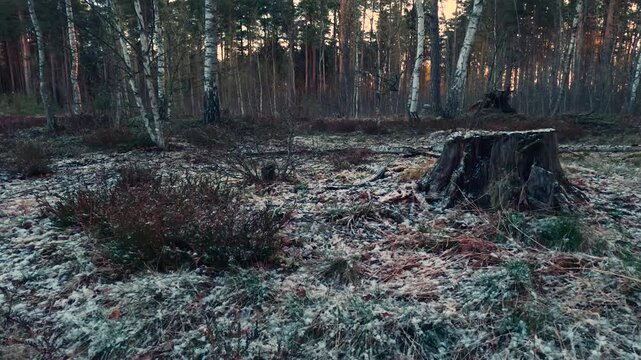 forest in spring