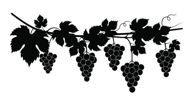 grapevine silhouette with black grapes and leaves on white background