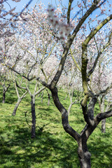 Fototapeta premium Curved Cherry Tree Trunks in Blooming Spring Orchard