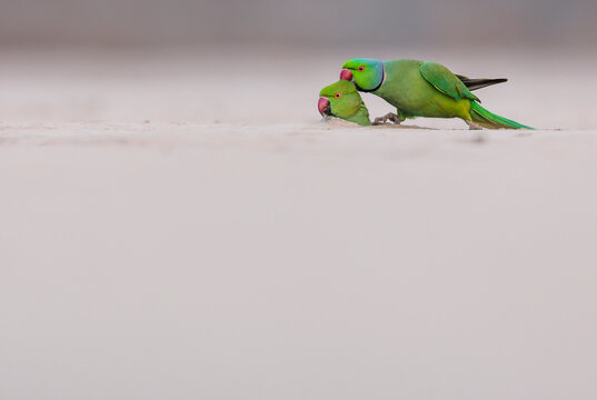 Rose ringed parakeets in love making