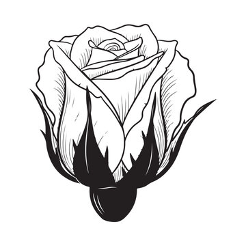 Hand drawn rose flower bud line art illustration isolated on white background