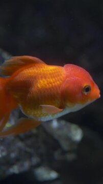 Goldfish carassius auratus swimming calmly in aquarium water, simplicity concept for lifestyle and home care visuals. Goldfish highlights routine, calmness and everyday responsibility in pet care