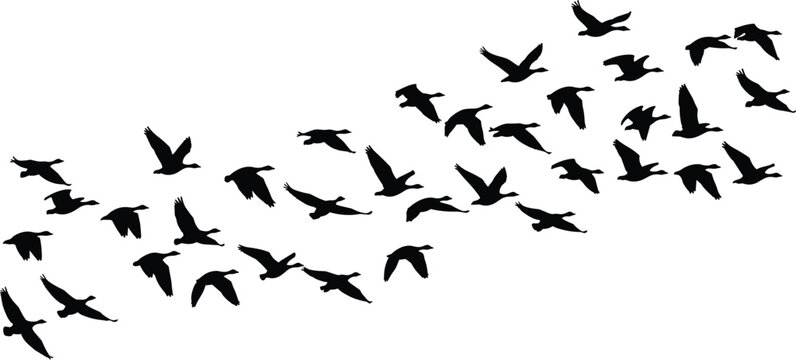 Silhouettes of flying birds in formation creating dynamic diagonal composition symbolizing freedom, migration and movement in minimalist black vector style