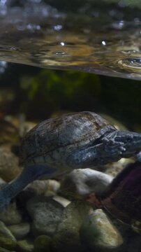 Freshwater turtle swimming steadily underwater in natural habitat, progress concept for business and strategy visuals. Turtle movement highlights consistency, resilience and long term development