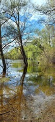 Obraz premium Spring landscape on the river, young green leaves on the trees in the water, blue sky with white clouds.