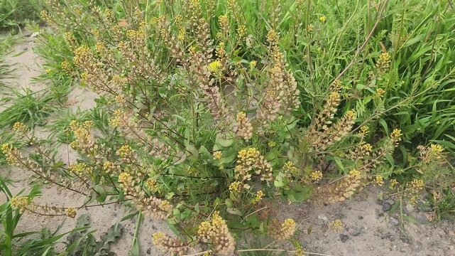 Perfoliate pepperwort (Lepidium perfoliatum) is a small annual herb in the mustard family, recognized by its clasping leaves and tiny yellowish white flowers, commonly found in dry, open habitats and 