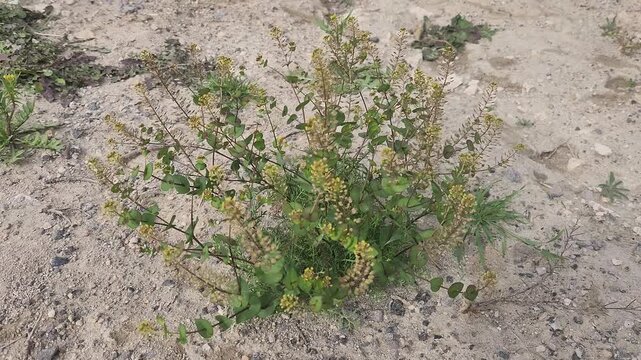 Perfoliate pepperwort (Lepidium perfoliatum) is a small annual herb in the mustard family, recognized by its clasping leaves and tiny yellowish white flowers, commonly found in dry, open habitats and 