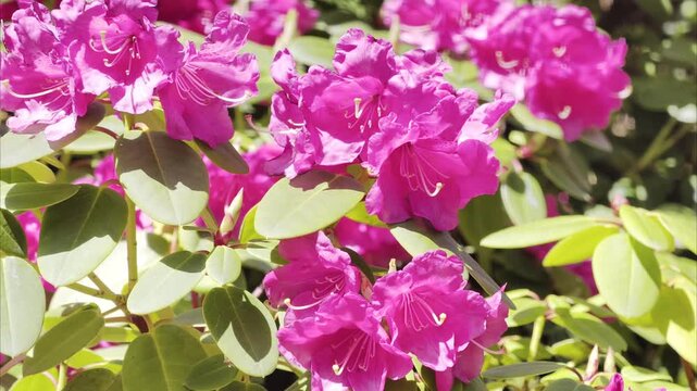 Slow motion close view of magenta rhododendron blossoms with green foliage and rich floral detail. Elegant spring footage in 4K Dolby Vision HDR.
