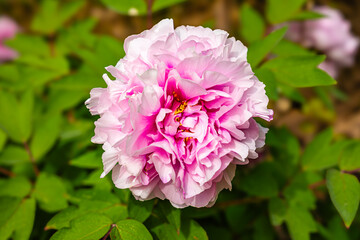 Obraz premium Bright Pink Paeonia Suffruticosa Peony Flowers Blooming in a Garden During Springtime