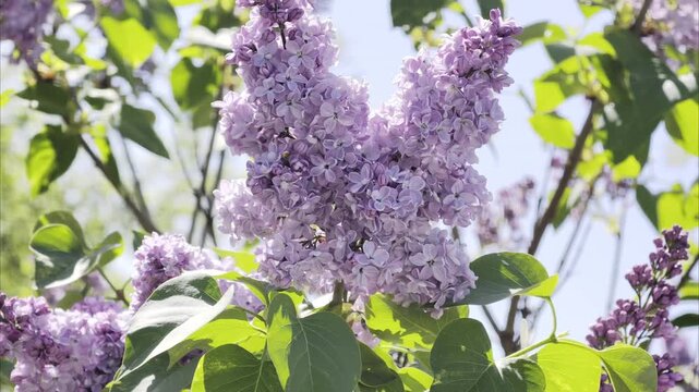 Slow motion close view of lilac flowers in bloom with purple blossoms and soft green background. Elegant spring floral mobile footage in 4K Dolby Vision HDR