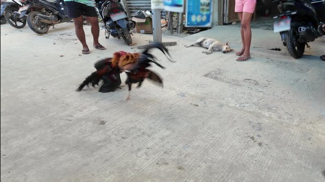 Two roosters sparring on concrete ground, a man standing near them. Scene showing cockfight preparation in everyday outdoor setting, in Philippines