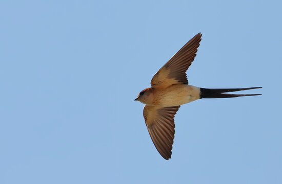 Red-rumped swallow in flight, Cecropis daurica, isolated on white, birds of Montenegro
