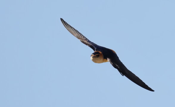 Red-rumped swallow in flight, Cecropis daurica, isolated on white, birds of Montenegro