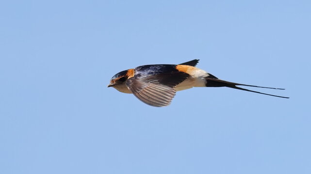 Red-rumped swallow in flight, Cecropis daurica, isolated on white, birds of Montenegro