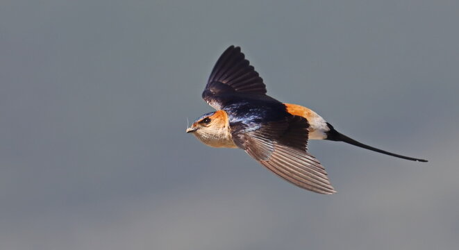 Red-rumped swallow in flight, Cecropis daurica, isolated on white, birds of Montenegro