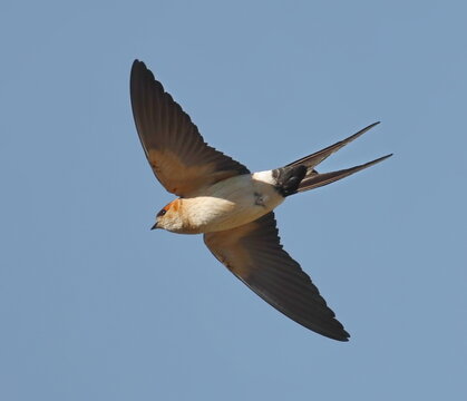 Red-rumped swallow in flight, Cecropis daurica, isolated on white, birds of Montenegro