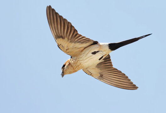 Red-rumped swallow in flight, Cecropis daurica, isolated on white, birds of Montenegro