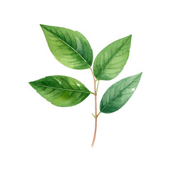 Naklejka premium Fresh green heart-shaped leaf isolated on white background, showing a close-up of natural, organic plant freshness