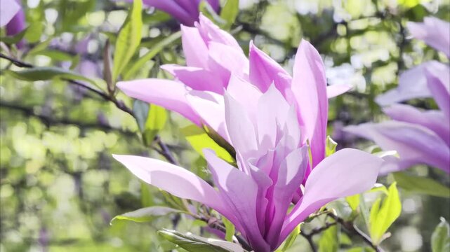 Slow motion close view of pink magnolia blossoms with soft petals and blurred green background. Elegant spring floral footage for wallpaper and premium backgrounds in 4K Dolby Vision HDR.